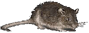 RaTzRECORDS.com